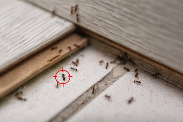 Best Best Pest Control Companies  in Union, KY